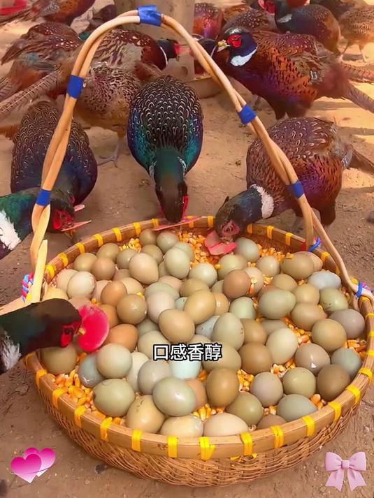 每一颗都是山林散养的馈赠,七彩山鸡蛋营养更出众