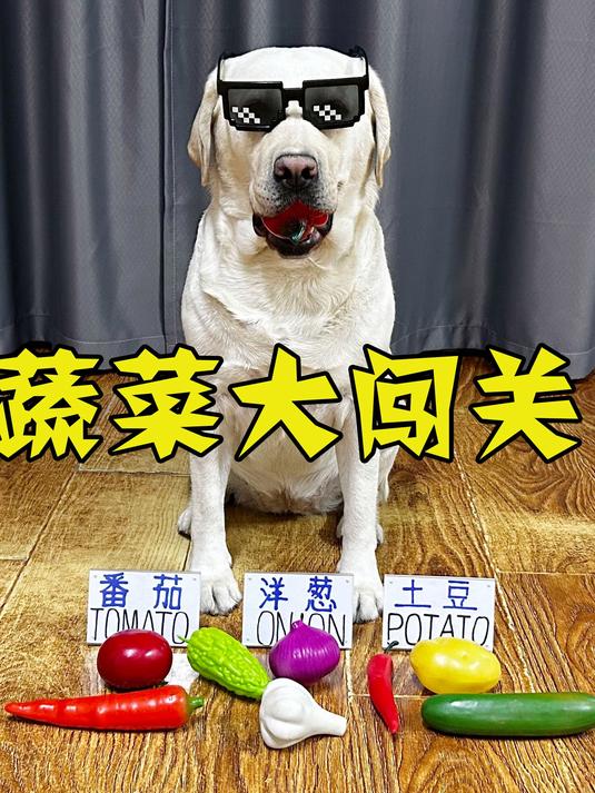 狗子蔬菜大挑战,能否完美通关