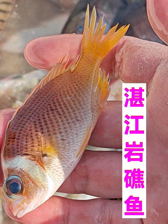 湛江岩礁海鱼,美丽缤纷