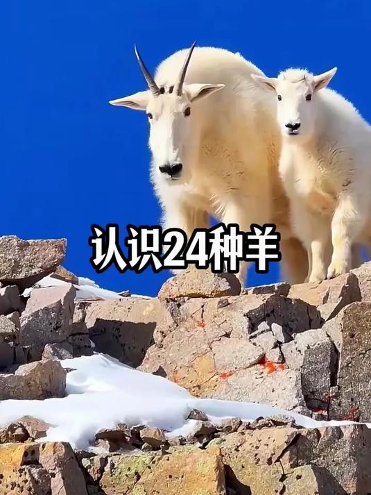 科普24种不同品种的羊,你认识几种?