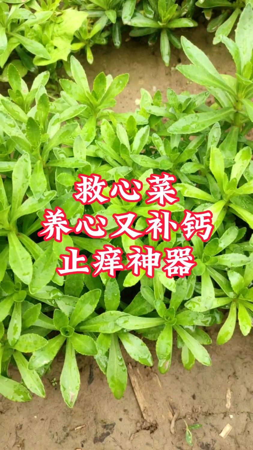 救心菜,钙含量是牛奶的3倍,还对心脏好,蚊虫叮咬,用叶子涂抹还能快速止痒