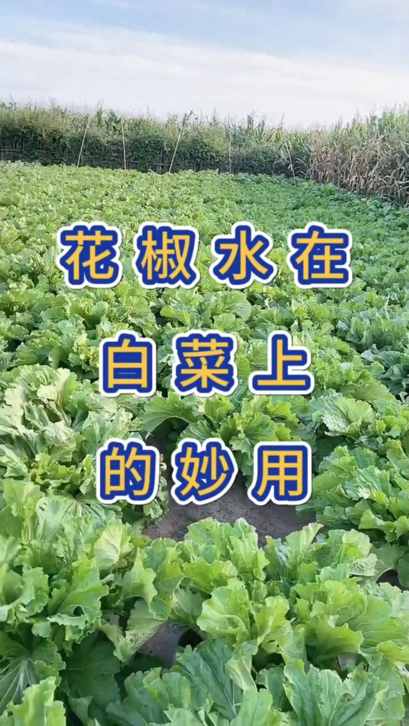花椒水在白菜上的妙用
