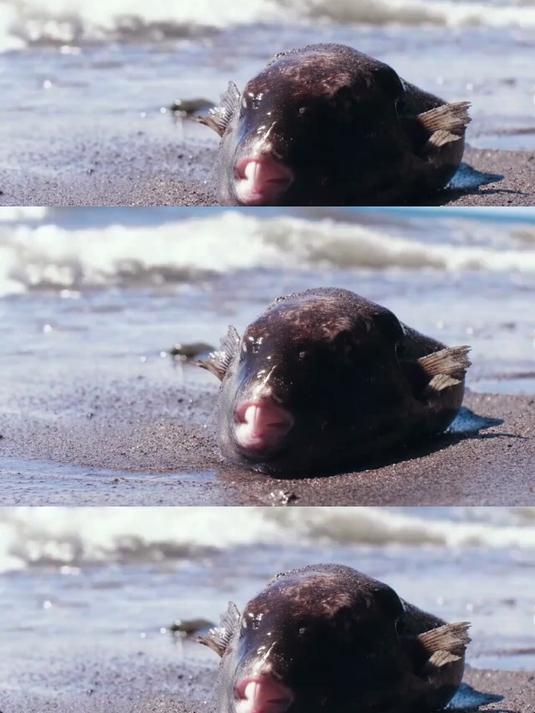 海鱼竟被海水渴死?揭秘生物渗透压的硬核博弈