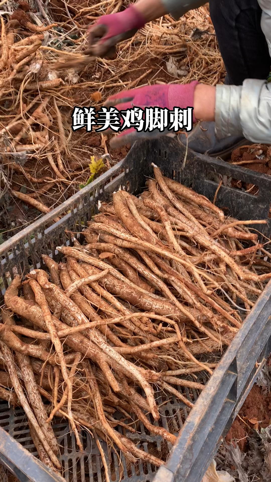 鲜美的鸡脚刺根太好吃!