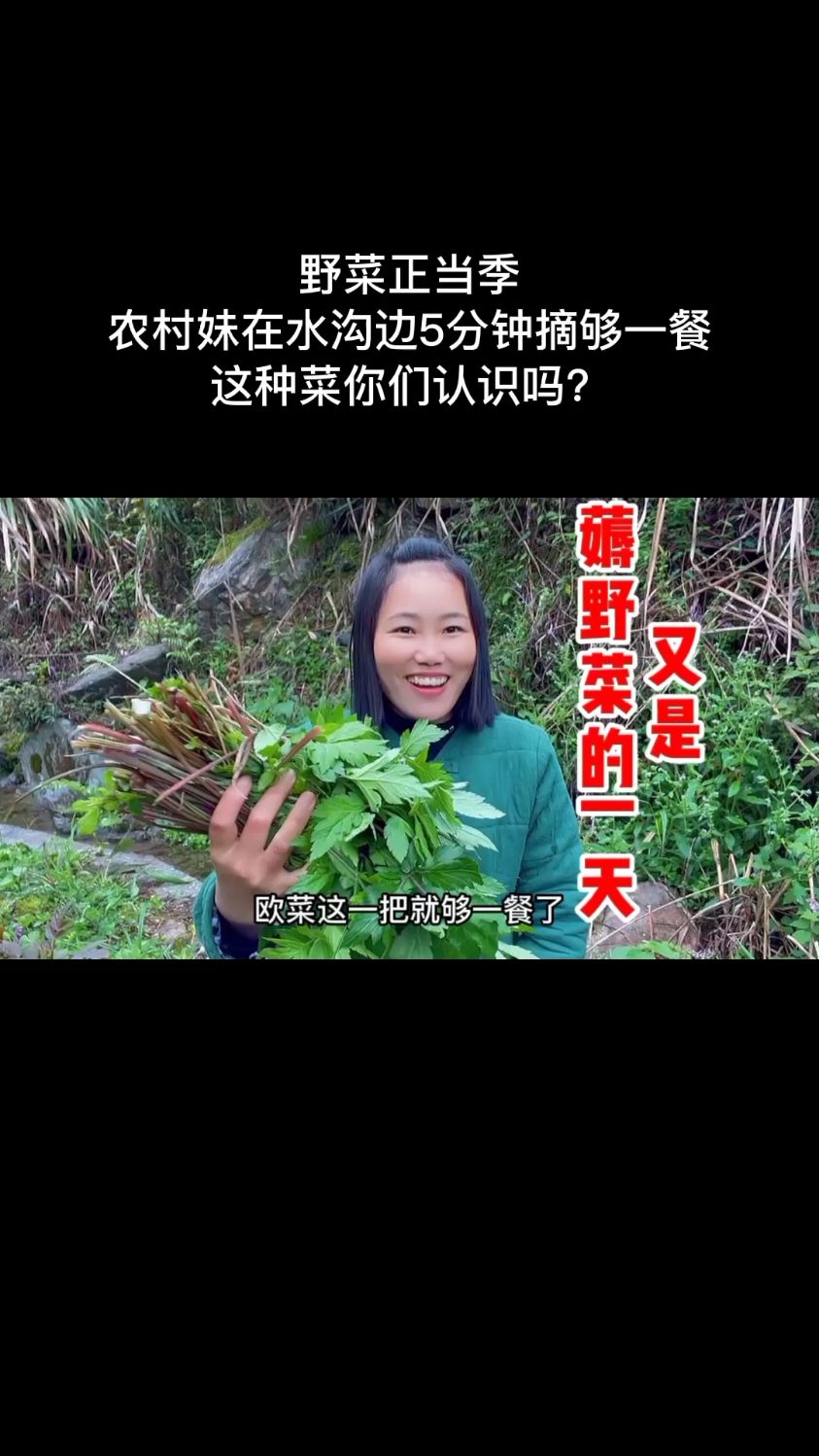 野菜正当季,农村妹在水沟边5分钟摘够一餐,这种菜你们认识吗?
