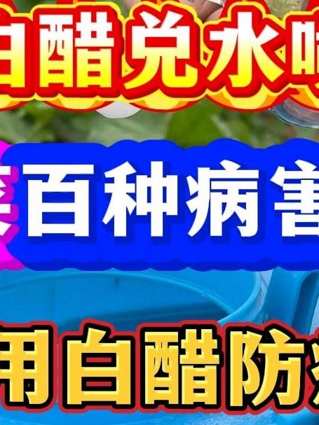 白醋兑水喷2遍蔬菜病害全不见妙用白醋防病增产