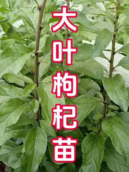 优质枸杞菜苗 耐寒易种 煮汤盆栽皆可 助农优选