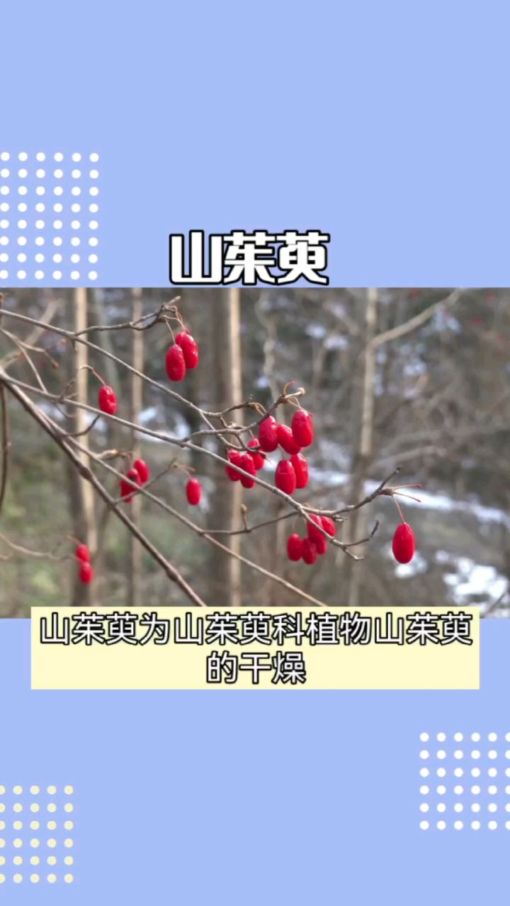 山茱萸的来源、形状、性味与归经、用法与用量、功能与主治