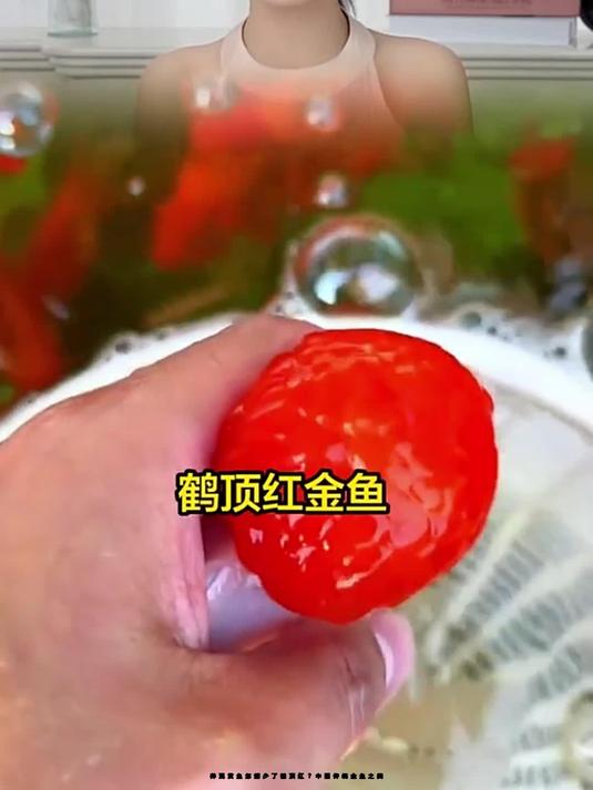 养观赏鱼怎能少了鹤顶红?中国传统金鱼之美