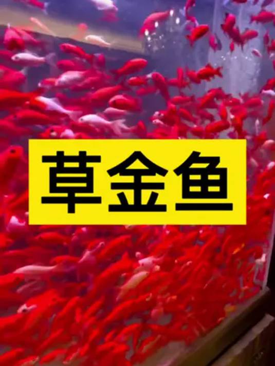 冷水草金鱼咋养?观赏价值高,养法大揭秘!