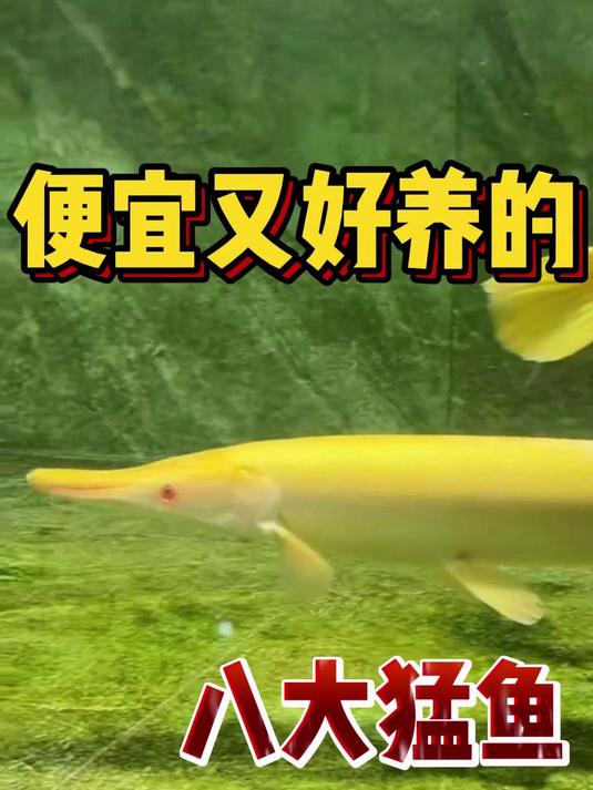 便宜又好养的八大猛鱼