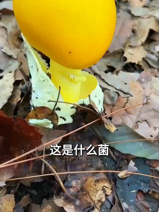 带你认识15种菌子,你捡过什么菌?