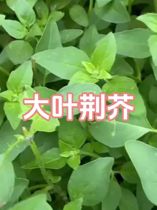 大叶荆芥,野菜宝藏!易种,夏日餐桌添清新