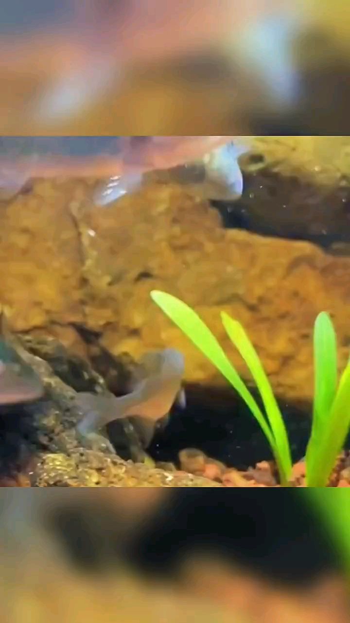 国内最凶猛淡水鱼排行榜
