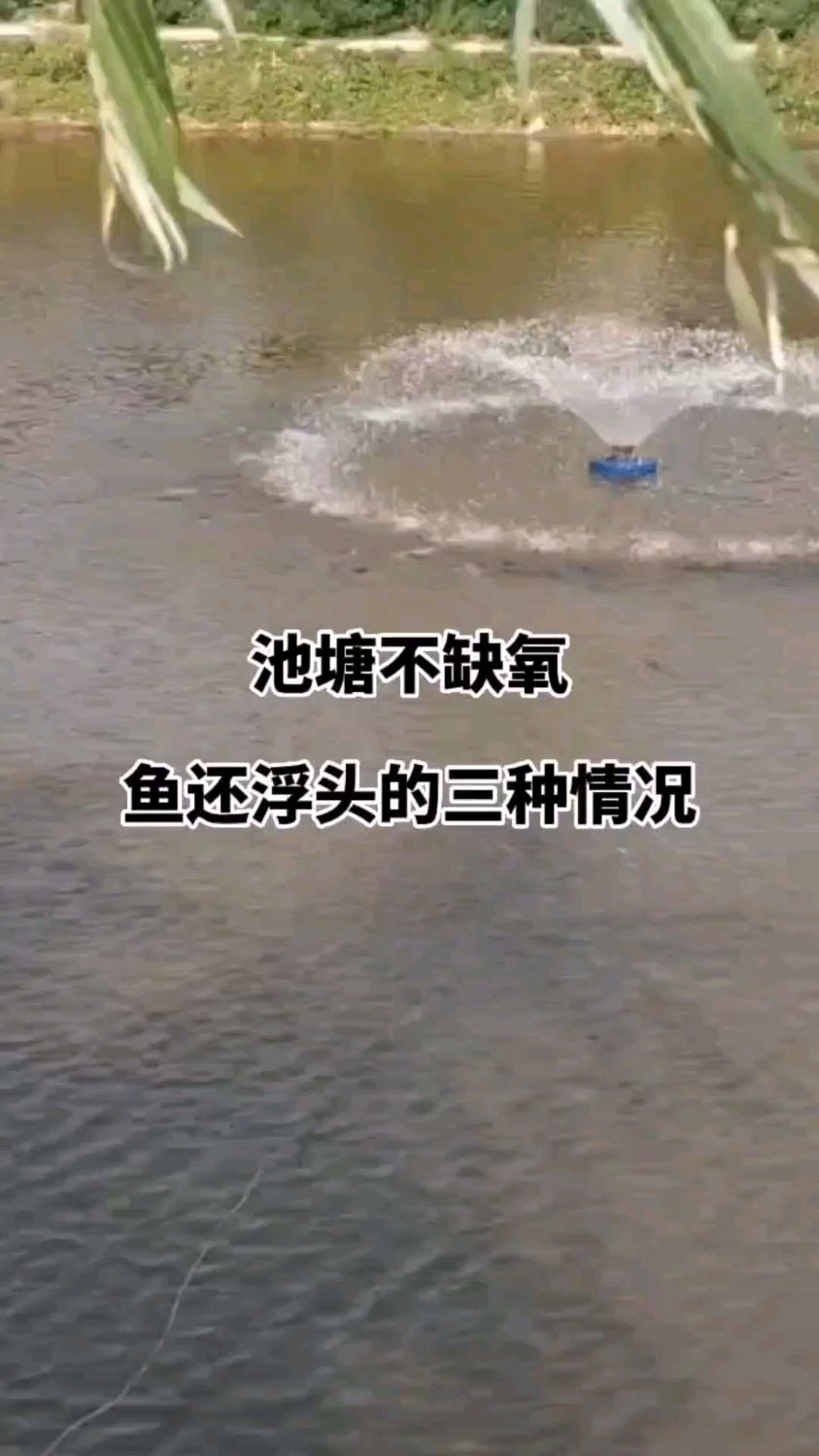 池塘不缺氧,鱼为什么还浮头?