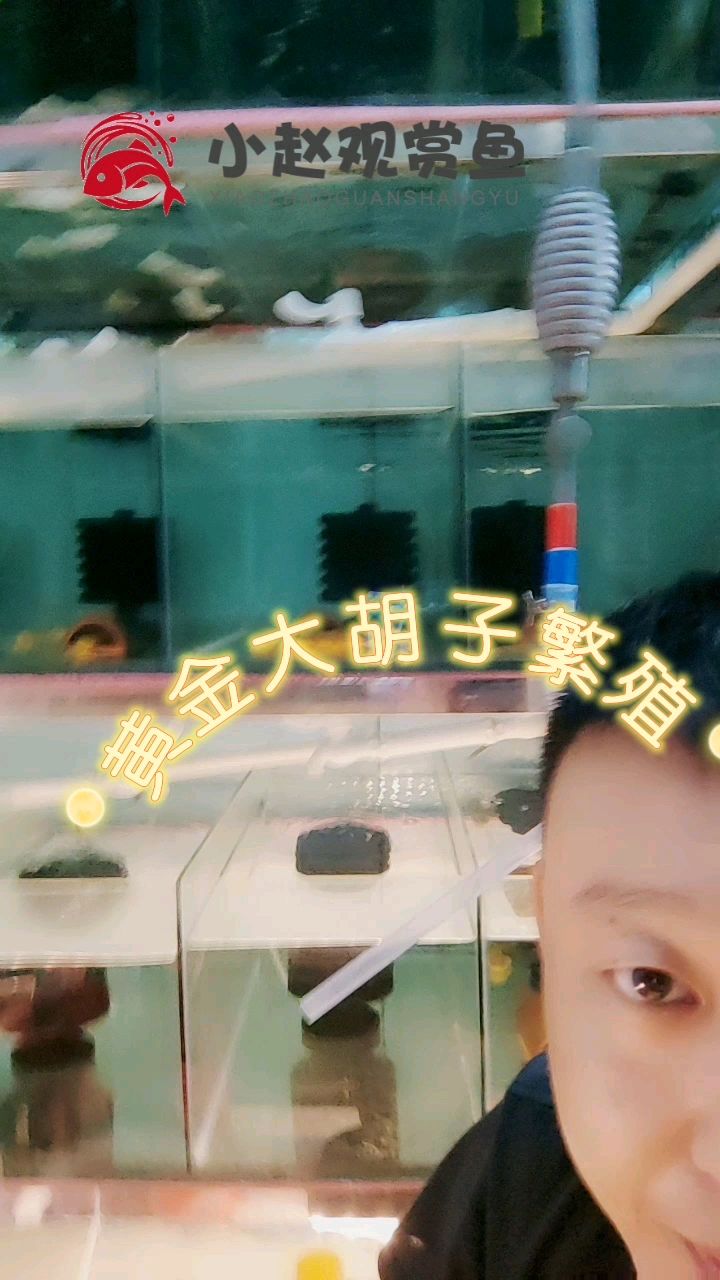 如何繁殖异形鱼黄金胡子