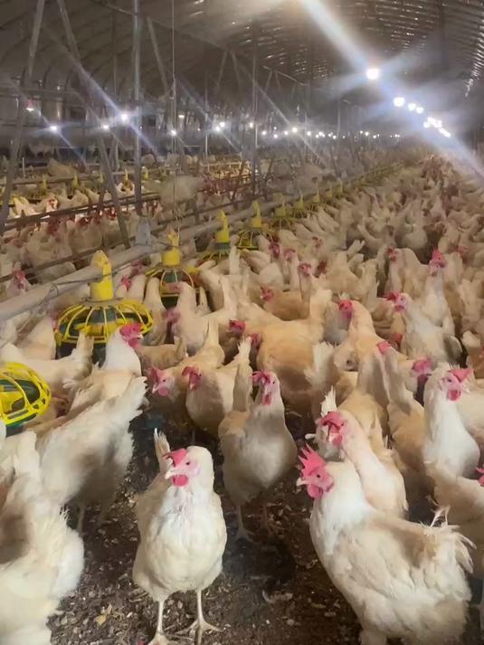 现阶段笼养蛋鸡基本上已经完成了规模化、集约化的历史使命