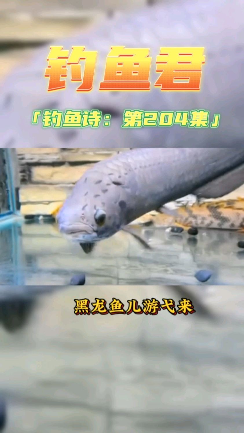 钓鱼君之钓鱼口诀:第204集(钓非洲黑龙鱼)鱼类百科钓过此鱼吗