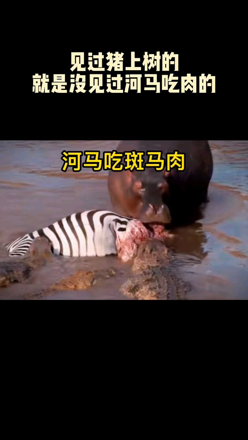 见过猪上树的,就是没见过河马吃肉的