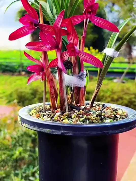 醉美人兰花现带花苞,精品之选,爱兰者快入手