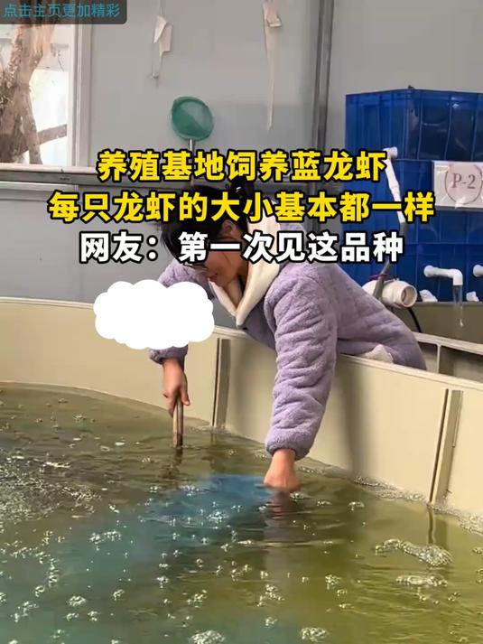 养殖基地饲养蓝龙虾,每只龙虾的大小基本都一样