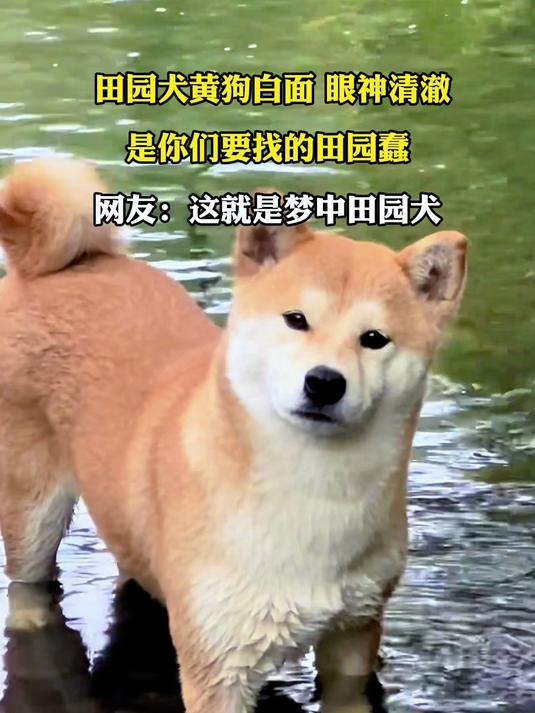 田园犬黄狗白面 眼神清澈，是你们要找的田园蠢，网友：这就是梦中田园犬