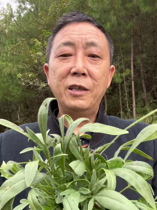 金鸡菊，你们知道它有什么作用