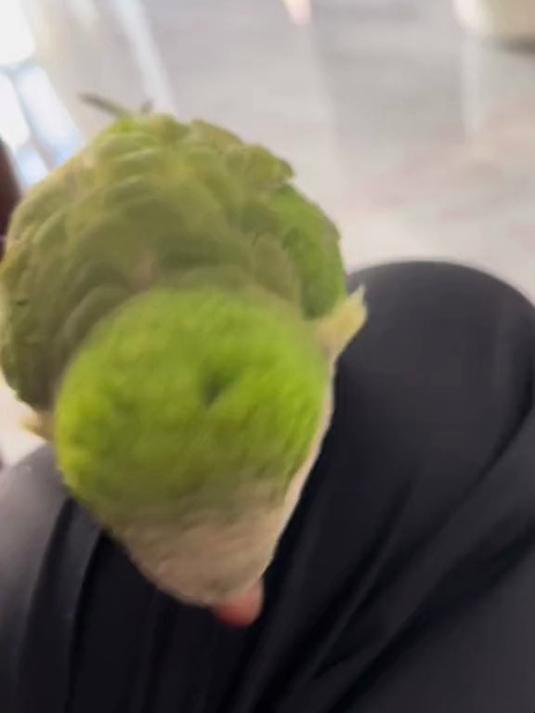 团团金鸡独立加大鹏展翅哦