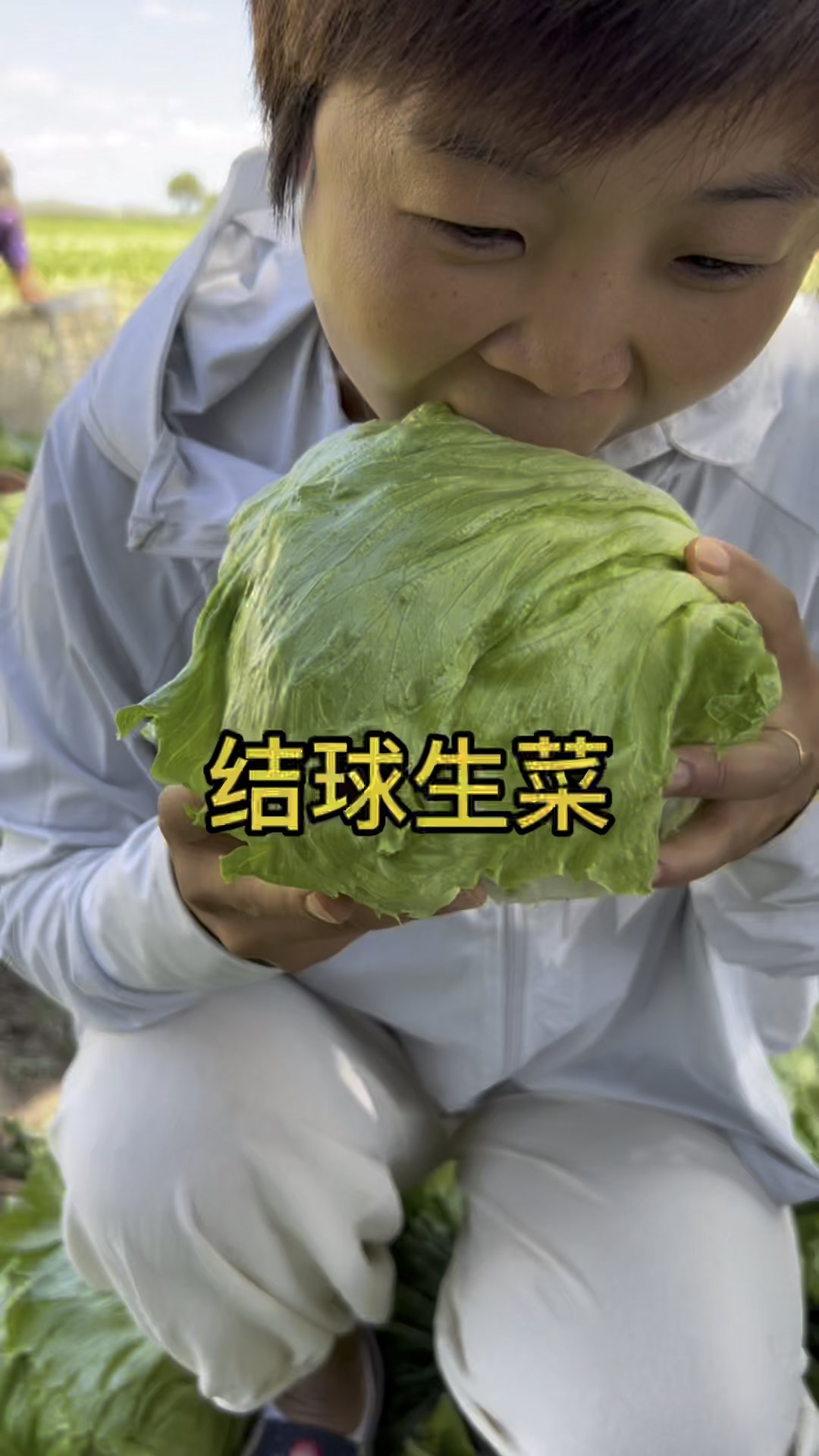 汉堡包的灵魂,生吃美味的结球生菜