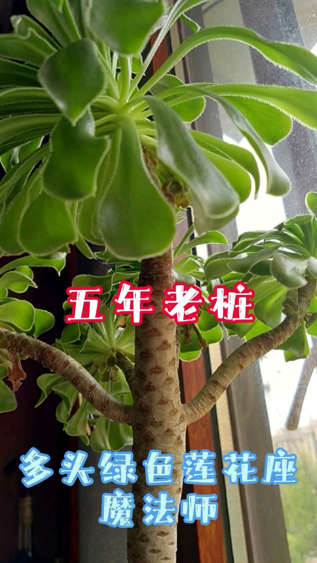 多肉五年老桩五头莲花座魔法师造型美不胜收