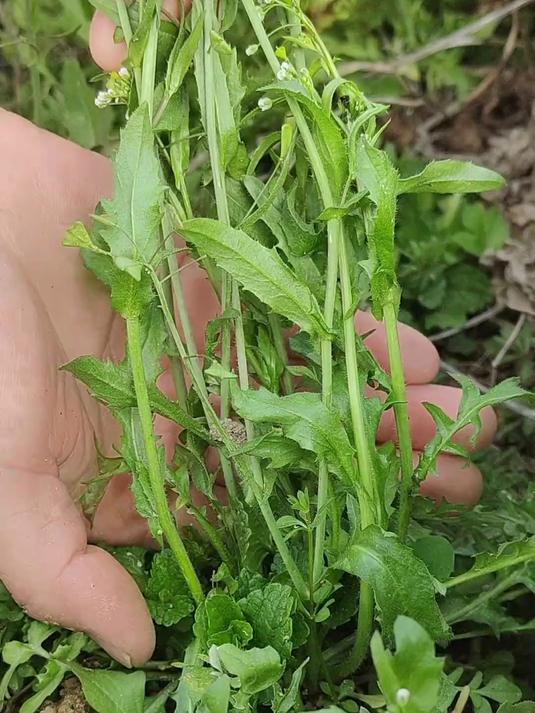 春天最养人的不是虫草灵芝,而是#荠菜#