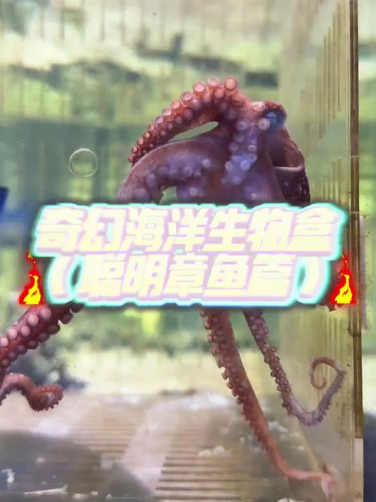 这是章鱼里最聪明的品种吗？太牛了！