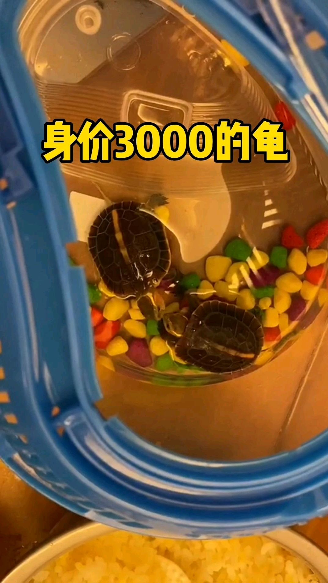 这是一个错误的养龟方式