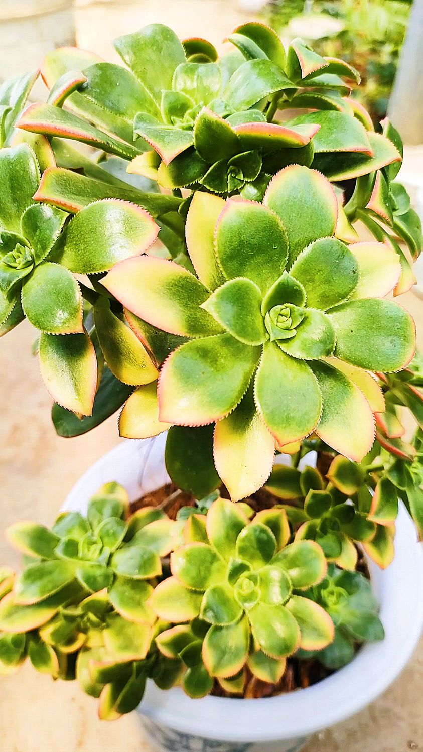 多肉艳日辉的养护方法