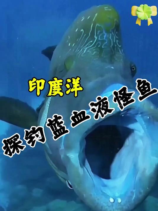 探秘世界濒危蓝色深海怪鱼，把人拉下水！