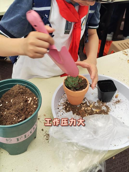 团建搞 DIY 多肉,甜蜜氛围拉满@神润斋团建营地