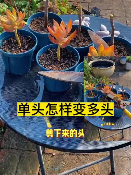 单头多肉怎样养成群生