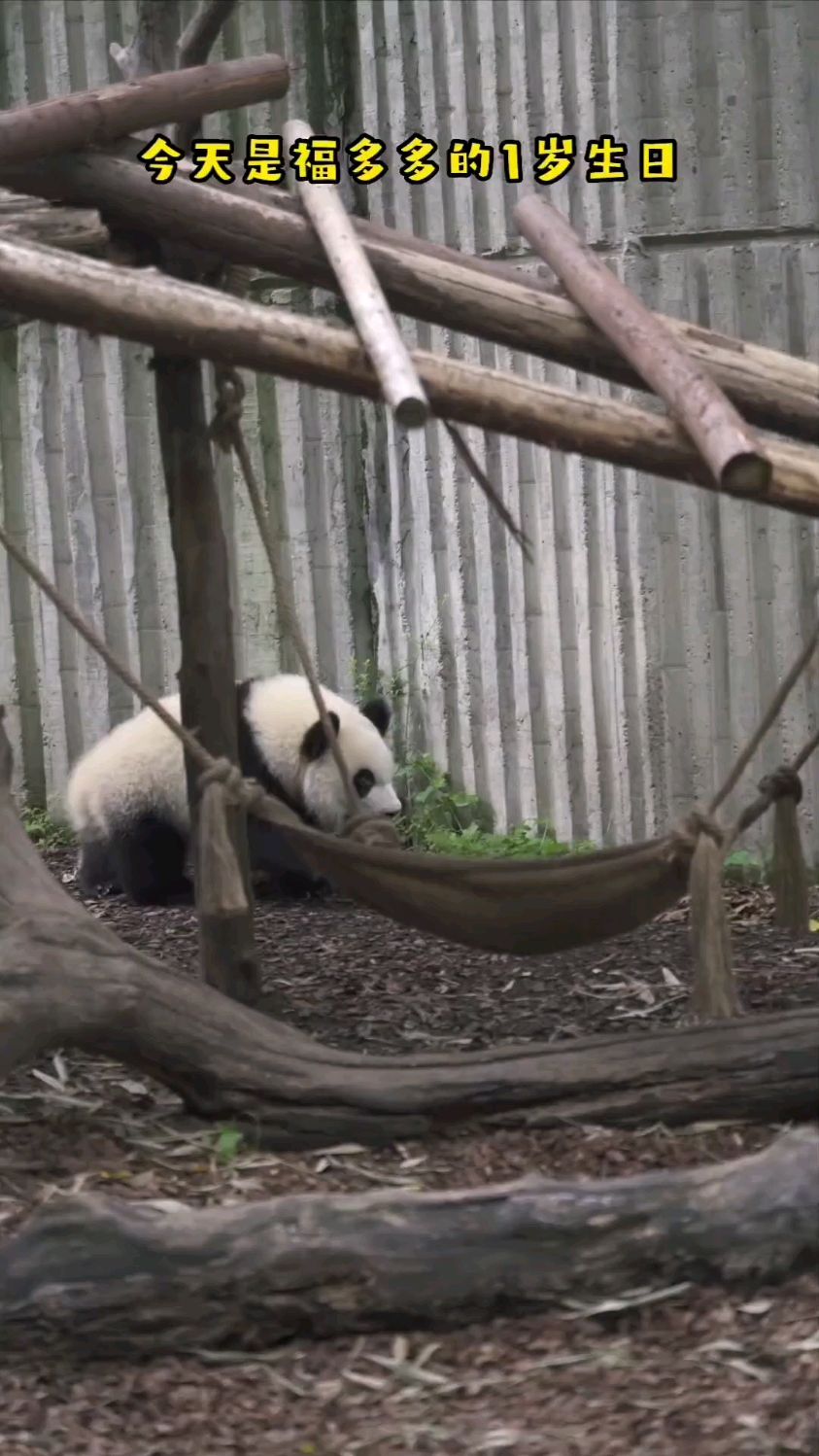 奶爸给福多多宝宝过一岁得生日,冰蛋糕做的好精致