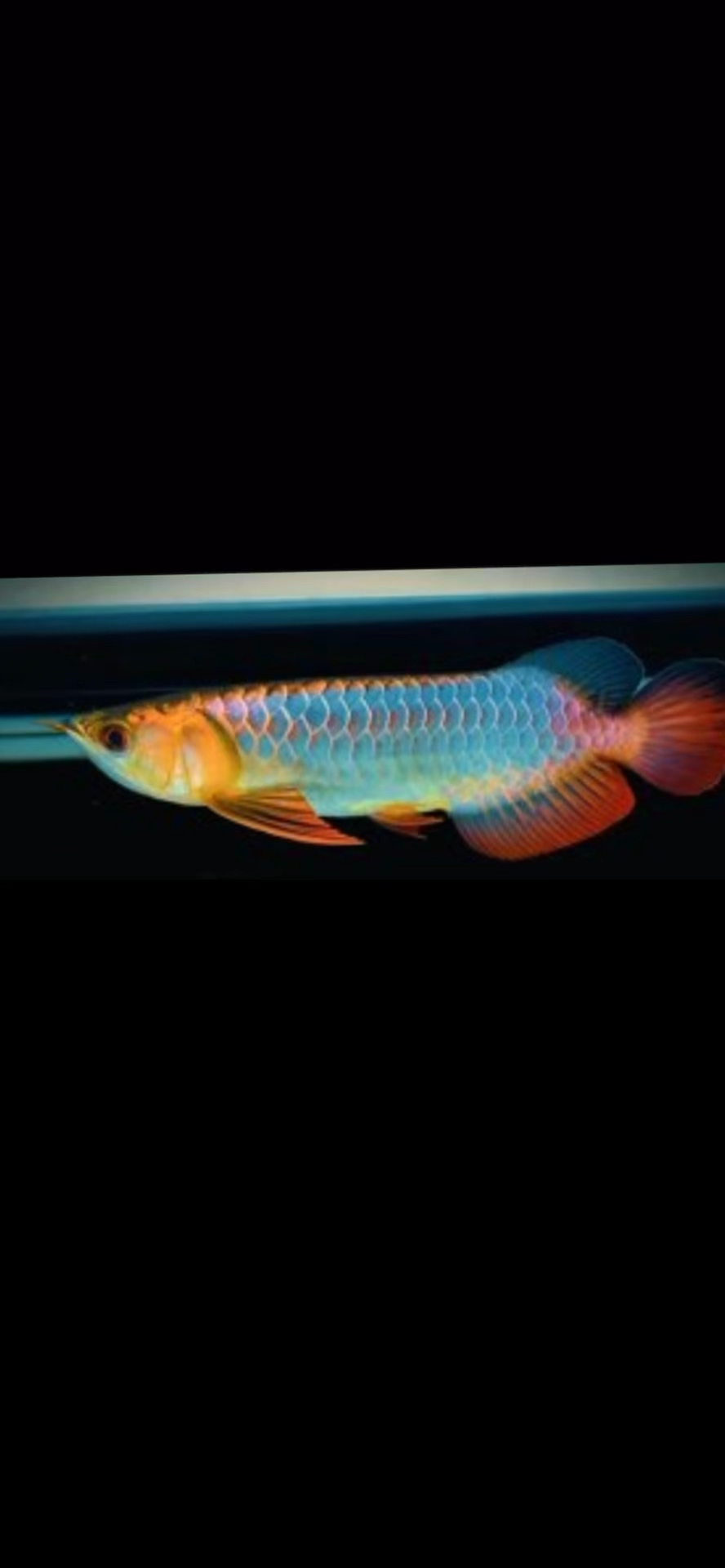 顶级翡翠蓝底龙鱼,古典过背,26公分 珠鳞饱满 也太美了!