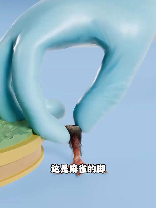 动物脚和手臂大小对比！