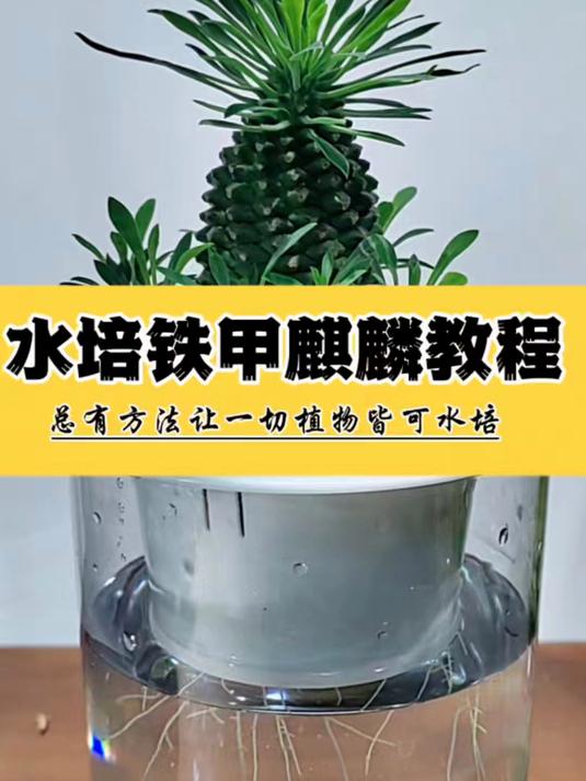 水培铁甲麒麟教程,同样适用于多肉仙人掌类植物的土养改水培方法