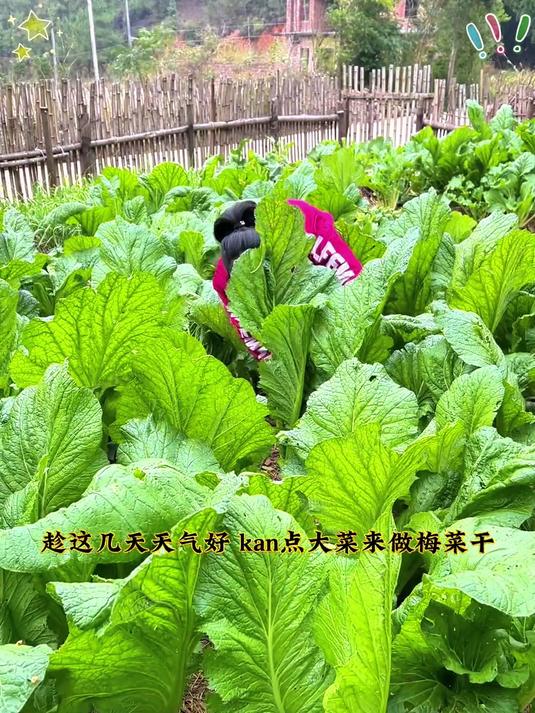 三蒸三晒，自己在家也可以做梅干菜，过年招待客人杠杠滴！