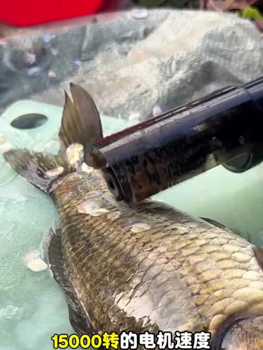 还在用手刮鱼鳞吗?不仅慢还弄得乱糟糟!快来试试这个电动刮鱼器