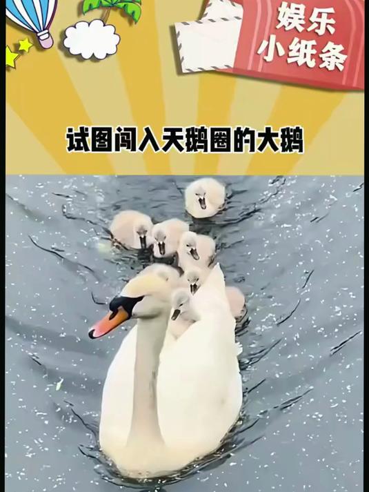 大鹅：大家都是鹅，哪里不一样了！