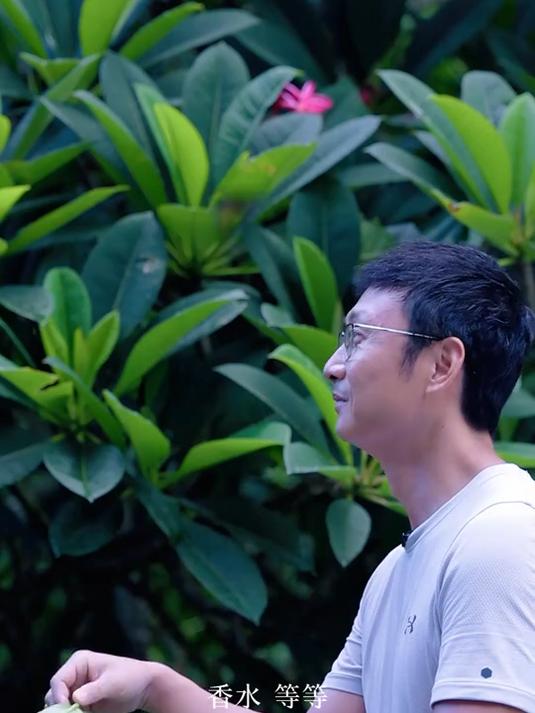 南方最具代表性的植物之一：鸡蛋花！别名鹿角树，寓意着吉祥如意