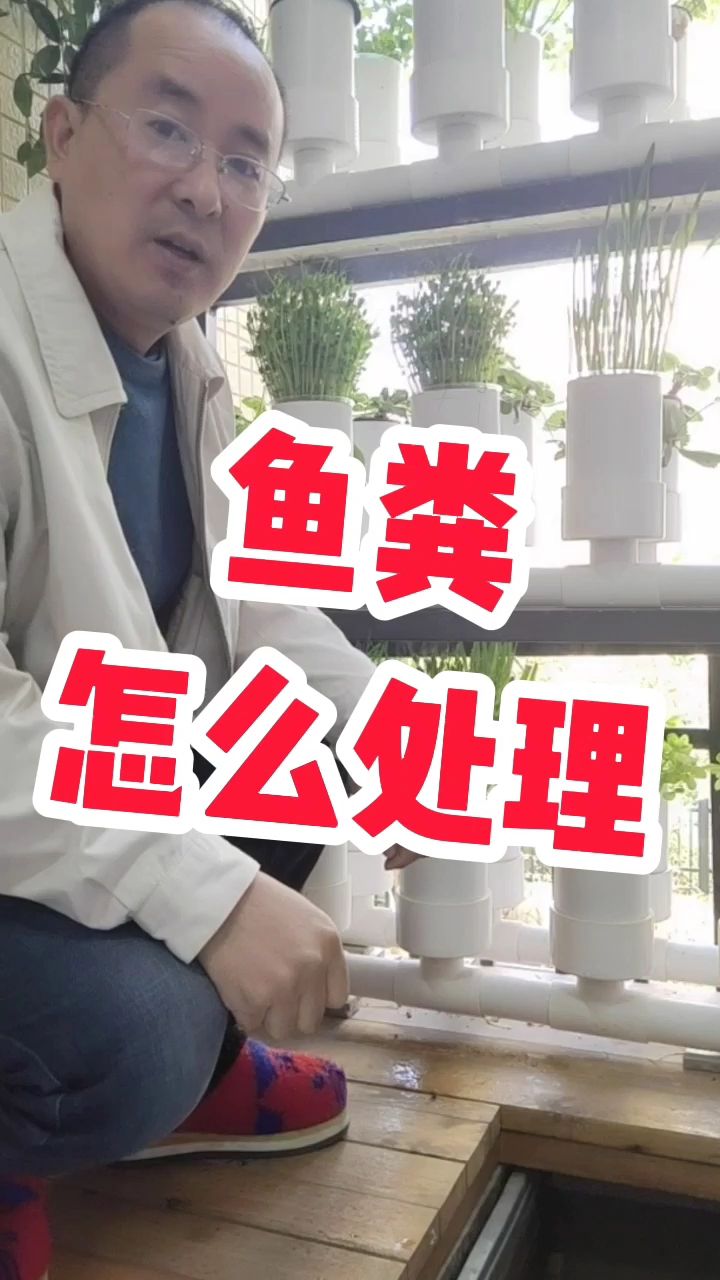 家庭鱼菜共生鱼粪是怎么处理的