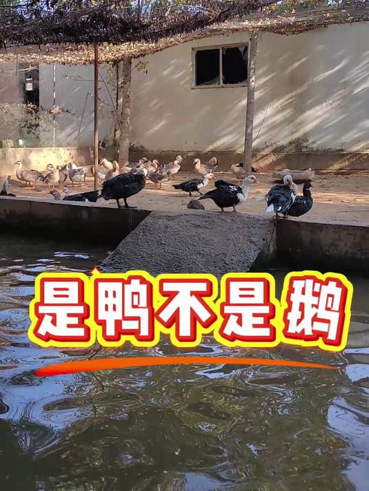 泰山天鹅湖景区，一个儿童乐园，一个热门亲子游目的地