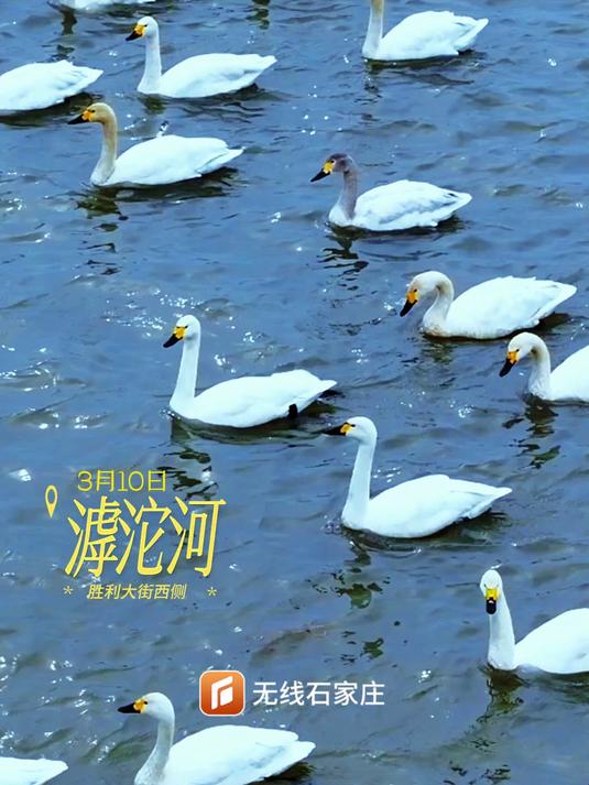 石家庄滹沱河变“天鹅湖”
