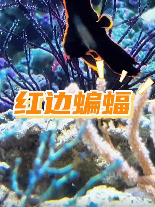 世界上最难养的宠物来啦～