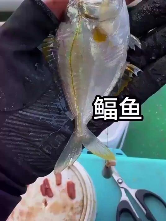 小杂鱼中的劳斯莱斯！油叶鱼